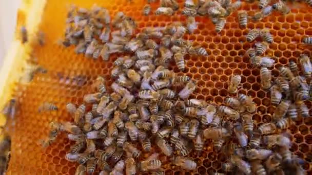 Včelař Drží Medovinu Plnou Včel 60P — Stock video