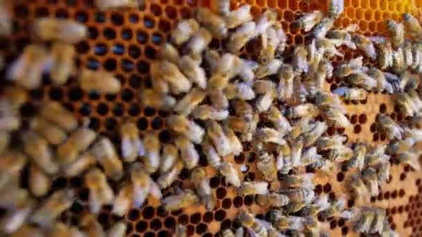 Imker Mit Einer Bienenwabe Voller Bienen 60P — Stockvideo