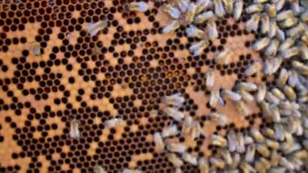 Пчеловод Держит Соты Полные Пчел 60P — стоковое видео