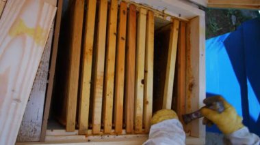 Arıcı elinde arı dolu bir petek tutuyor. 4k 60p.