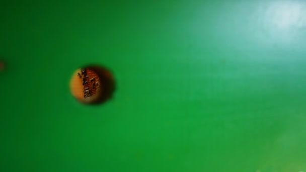 Arıcı Elinde Arı Dolu Bir Petek Tutuyor 60P — Stok video