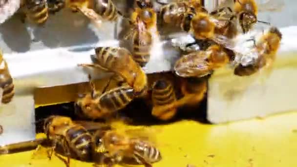 Apiculteur Tenant Nid Abeille Plein Abeilles 60P — Video