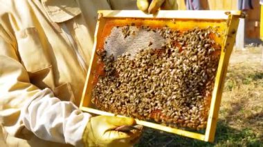 Arıcı elinde arı dolu bir petek tutuyor. 4k 60p.