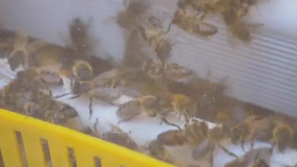 Imker Mit Einer Bienenwabe Voller Bienen 60P — Stockvideo