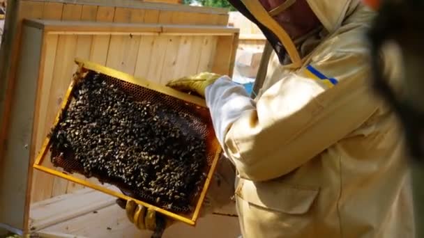 Imker Mit Einer Bienenwabe Voller Bienen 60P — Stockvideo