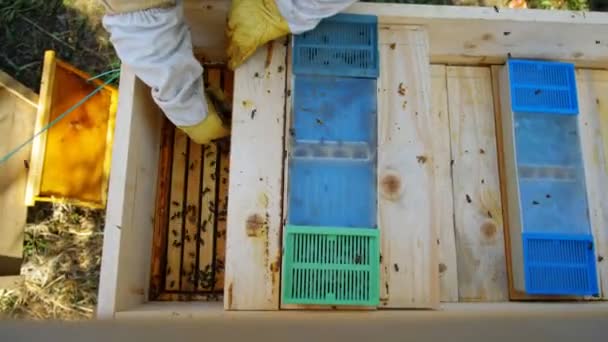 Apiculteur Tenant Nid Abeille Plein Abeilles 60P — Video