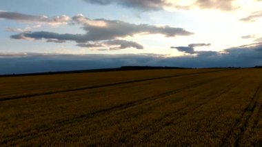 Hava manzaralı günbatımı kolza tarlası