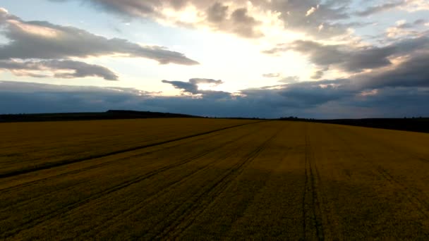Tampilan udara matahari terbenam rapeseed field — Stok Video