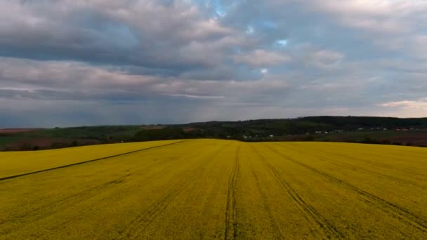 Tampilan udara matahari terbenam rapeseed field — Stok Video