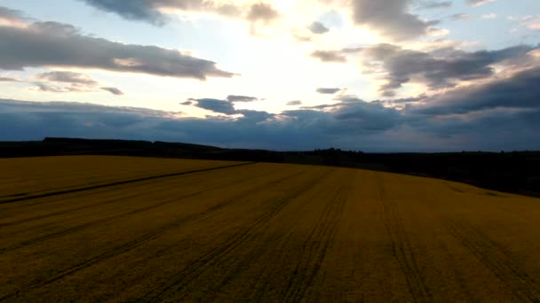 Aerial view sunset rapeseed field — Stock Video