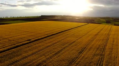 Hava manzaralı günbatımı kolza tarlası