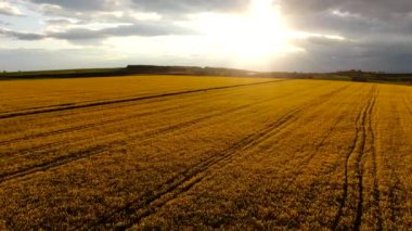 Hava manzaralı günbatımı kolza tarlası