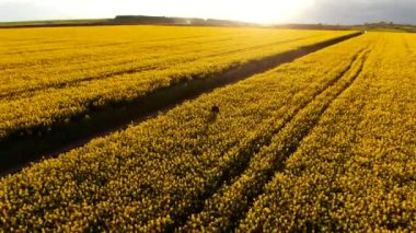 Hava manzaralı günbatımı kolza tohumu tarlası adamı selfie 'si