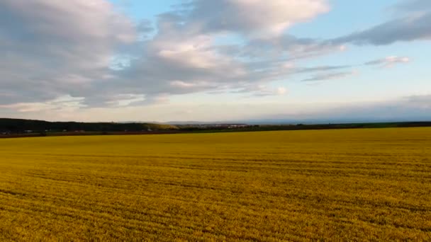 Tampilan udara matahari terbenam rapeseed field — Stok Video