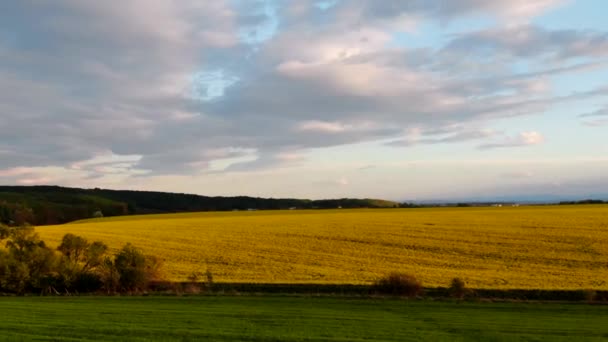 Tampilan udara matahari terbenam rapeseed field — Stok Video