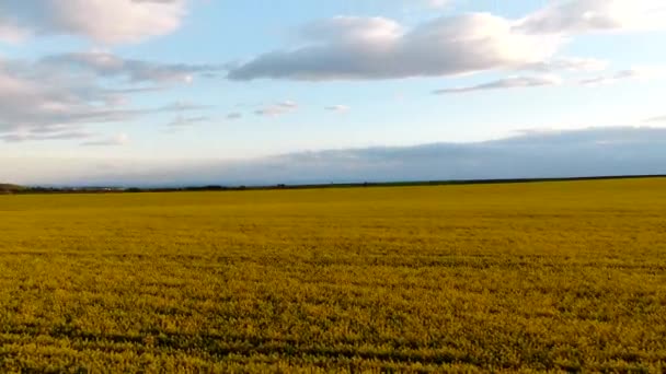 Vista aérea campo de colza puesta del sol — Vídeos de Stock