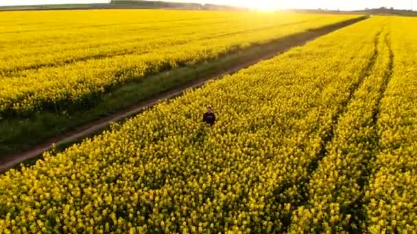 Aerial view sunset rapeseed field man selfie — Stock Video