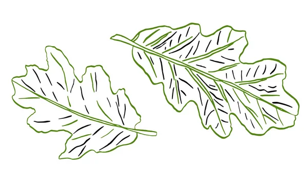 装饰绿色橡树叶与条纹 — 图库照片