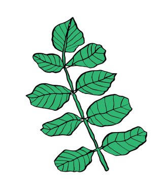 Yeşil yaprakları ile çizgili dekoratif Şubesi