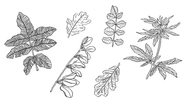 Serie di ramo decorativo di foglie verdi con striato — Foto Stock