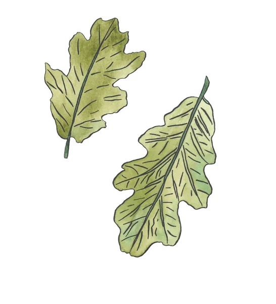 Aquarelle feuilles de chêne vert wiyh streaky — Photo