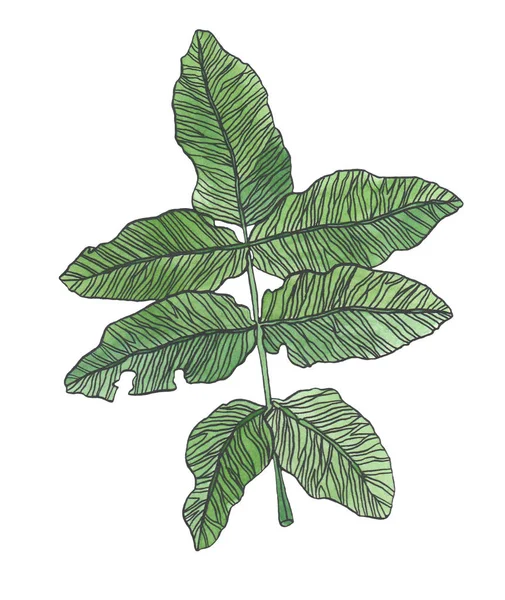Ακουαρέλα υποκατάστημα της πράσινα φύλλα με λίπος — Φωτογραφία Αρχείου