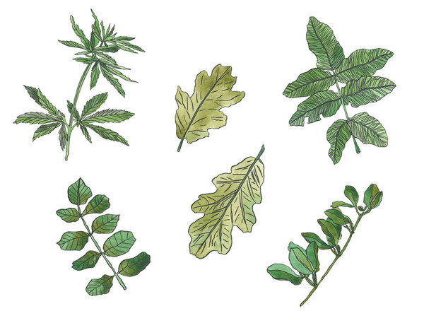 Watercolor set of Wild forest green leaves and plant