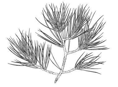 Dekoratif bir yılbaşı çam ağacı dalı. Kontur illüstrasyon