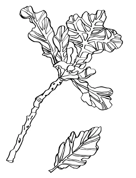 Декоративные чернила рисуют листья дубовой ветви с полосой — стоковое фото
