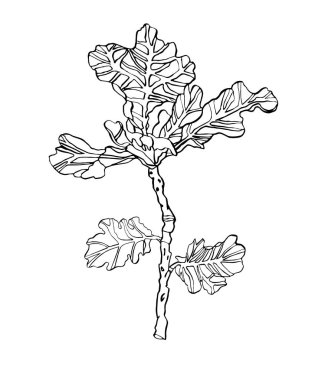 Dekoratif meşe dalı yaprakları ile çizgili