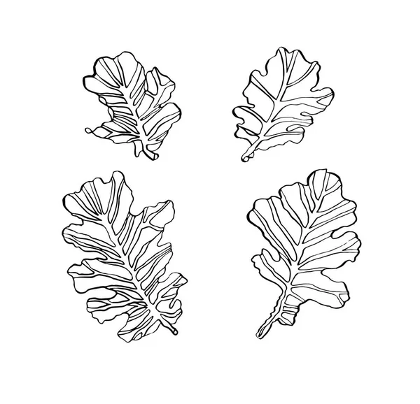 Dekoracyjne zestaw atrament rysunek liśćmi dębu z chudy — Zdjęcie stockowe