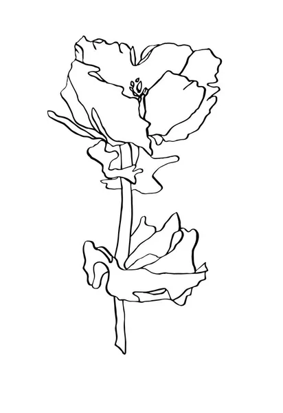 Dekorative Tusche Zeichnung Mohn Blume mit Blättern — Stockfoto