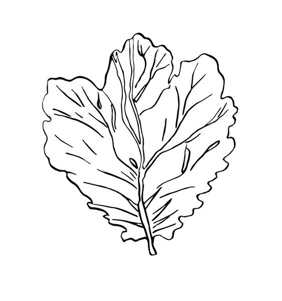 Decorative ink drawing illustration of green leaves with streaky