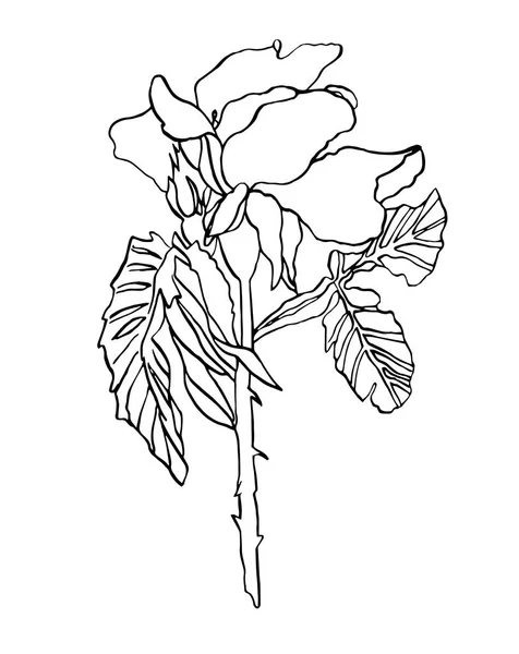 Encre décorative dessin rose fleur avec feuilles — Photo