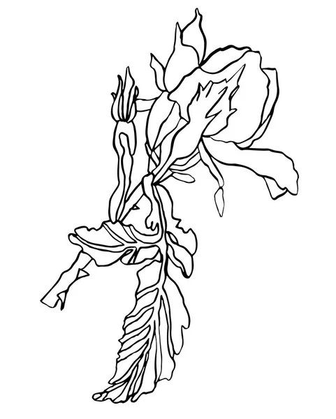 Декоративний малюнок чорнила трояндова квітка з листям — стокове фото