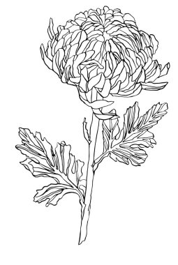 Dekoratif mürekkep çizim kasımpatı çiçeği