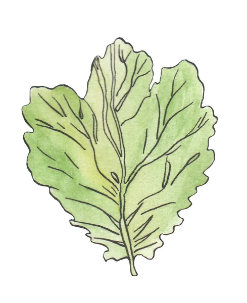 줄과 녹색 잎의 수채화 그림 — 스톡 사진