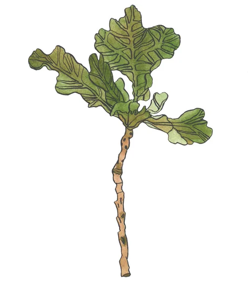 Akvarel Obrázek Zelené Dubové Listy Wiyh Prorostlý Bílém Pozadí — Stock fotografie