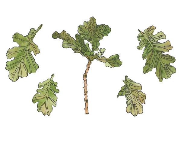 수채화 녹색 오크 잎 wiyh 줄 및 지점 — 스톡 사진