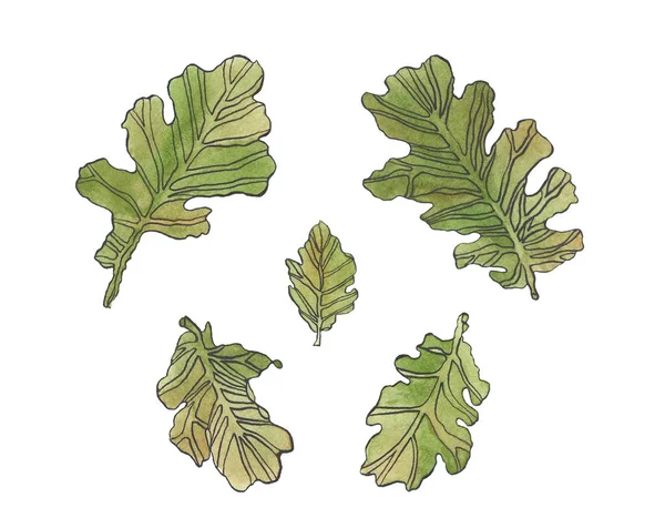 Ensemble aquarelle feuilles de chêne vert avec stries — Photo
