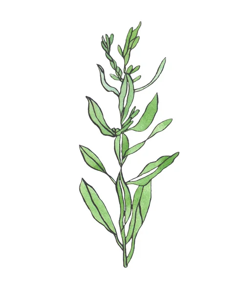 Ακουαρέλα Υποκατάστημα Φύλλα Άγριο Φυτό Λευκό Φόντο — Φωτογραφία Αρχείου