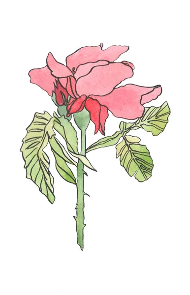 Acuarela rosa rosa roja flor con hojas —  Fotos de Stock