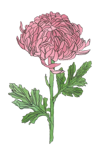 Akwarela Chryzantema czerwony różowy kwiat z liści — Zdjęcie stockowe