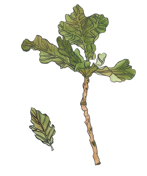 Акварель зеленый дуб листья wiyh полосы и ветви — стоковое фото