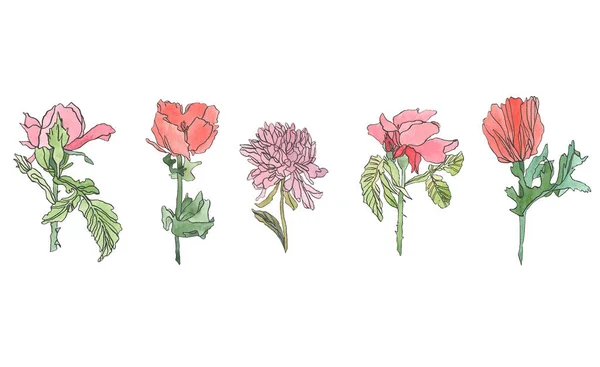 Acuarela conjunto amapola, crisantemo y flor de rosa con hojas —  Fotos de Stock