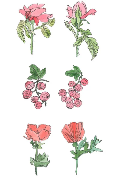 Akvarell szett ribizli bogyók, mák, krizantém és a levelek Rózsa virág — Stock Fotó