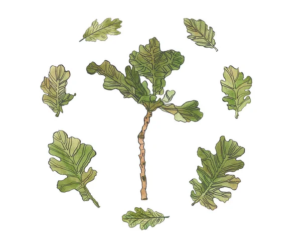 Aquarelle feuilles de chêne vert wiyh streaky et branche — Photo