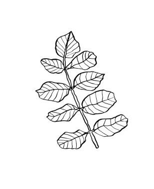 Vahşi yaprakları ile çizgili vektör Şubesi