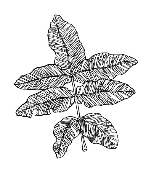 Διάνυσμα κλαδί από άγρια φύλλα με λίπος — Διανυσματικό Αρχείο