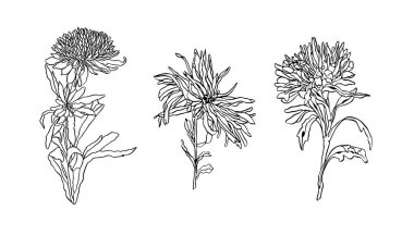 Vektör ayarla, kontur çiçek Aster yaprakları Art nouveau ile